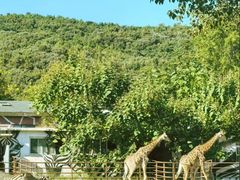 -大连森林动物园