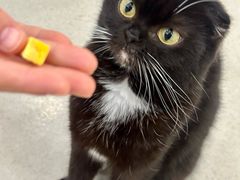 -共舞时光猫咖·狗咖(新街口店)