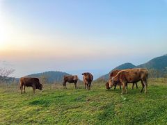 -武陵山森林公园