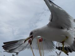 -海驴岛(荣成市)