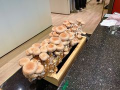 鲜活菌菇棒-椰子营·椰子鸡火锅(万象里店)