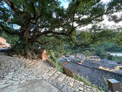 -杨家堂村