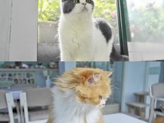 -喵的天空名猫咖啡馆·撸猫·猫舍·用品