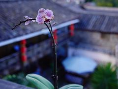 -丽江古城第一观景台