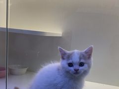 -小猫来了·猫咪专售(红山六九七九店)