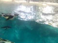 -珠海长隆海洋王国