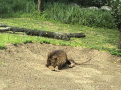 -北京野生动物园