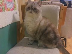 -猫色咖啡·猫咖