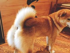 -柴务处·柴犬主题狗咖