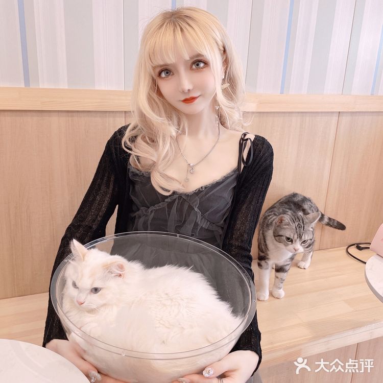 魔都夏日撸猫胜地｜Mocha猫咪咖啡🐱☕️