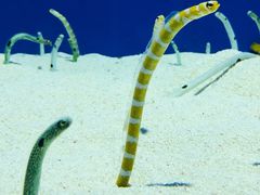 -上海海洋水族馆