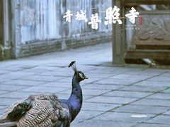 -都江堰普照寺