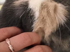 -豆老板的猫咖啡(碑林博物馆店)