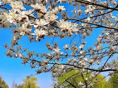 -上海共青森林公园