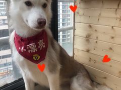 -Husky Go! 哈士奇体验馆·宠物咖啡厅狗咖