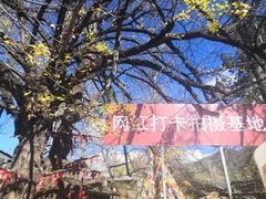 -腾冲国萍农家乐