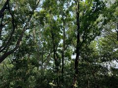 -上海佘山国家森林公园天马山园