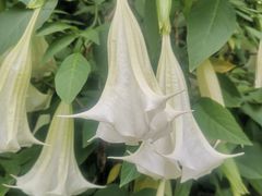 -成都市活水公园