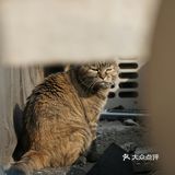 有鸽子从楼顶飞过还站起来跃跃欲试