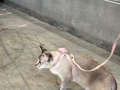 -隹木咖啡馆(宝龙广场店)