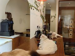 -有猫主题·治愈系猫咖(曾厝垵店)