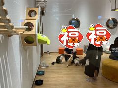 -1013 PET SHOP精品宠物商店(丁香店)