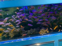 -沙沙哗啦海洋馆(华宇百花谷店)