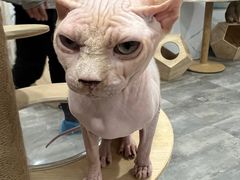 -楼上猫咖(罗湖店)