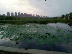 -前关湿地公园