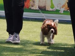 -宠物寄养训练学校