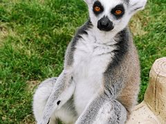 -沈阳森林动物园