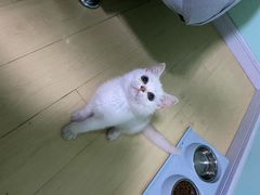 -东方名猫馆·英短金渐层布偶猫舍(环线广场1号楼店)