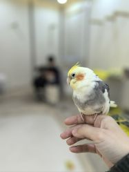 -Moni星球萌宠·小马宝莉·灵蛇·高端高阶全萌宠互动体验俱乐部(红豆国际广场店)