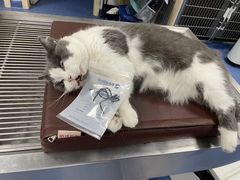 -爱诺耐芙动物医院(万博店)