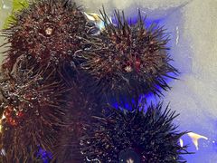 -南山鲜虾面·活鲜小馆·海味大连菜(南山总店)