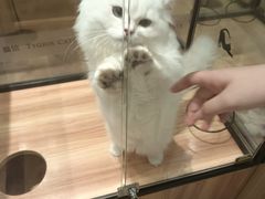 -袖虎·猫馆(体育西路店)