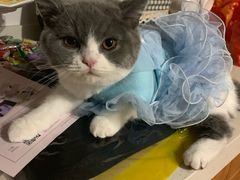 -70cat德文卷毛猫·缅因猫纯种猫舍