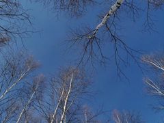 -北极村旅游风景区