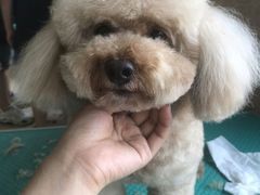 -优缇多格专业宠物美容师培训学校