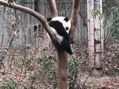 -星鸿社重庆老火锅