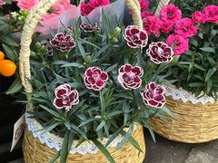 -双季花艺园艺市场(浦东店)