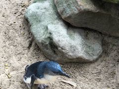 -费瑟代尔野生动物园