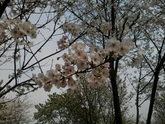 樱花-天王浮山樱花园
