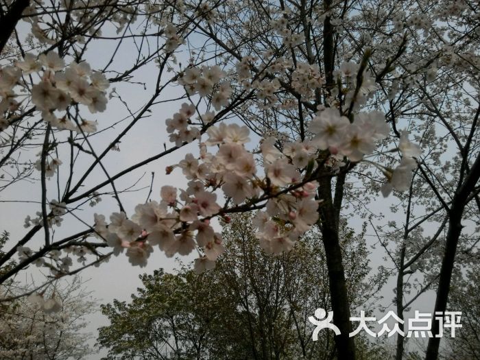 天王鎮浮山櫻花園-櫻花-環境-櫻花圖片-句容市周邊遊-大眾點評網