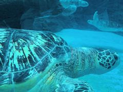 -海合安成都极地海洋公园