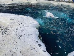 -杭州长乔极地海洋公园