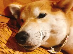 -柴务处·柴犬主题狗咖