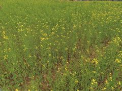 -森波拉奇妙世界