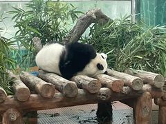 -宠物星动物医院·眼科·异宠·猫科(江南大道总院)