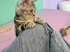 -十年猫舍·猫咪专门店(普陀店)